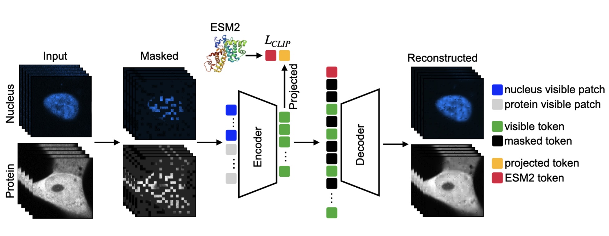 3D Masked Autoencoders
